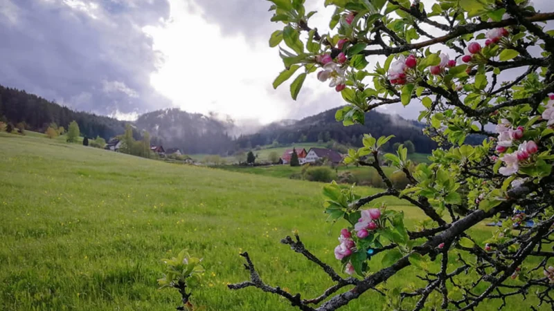 3 GIORNI NELLA FORESTA NERA