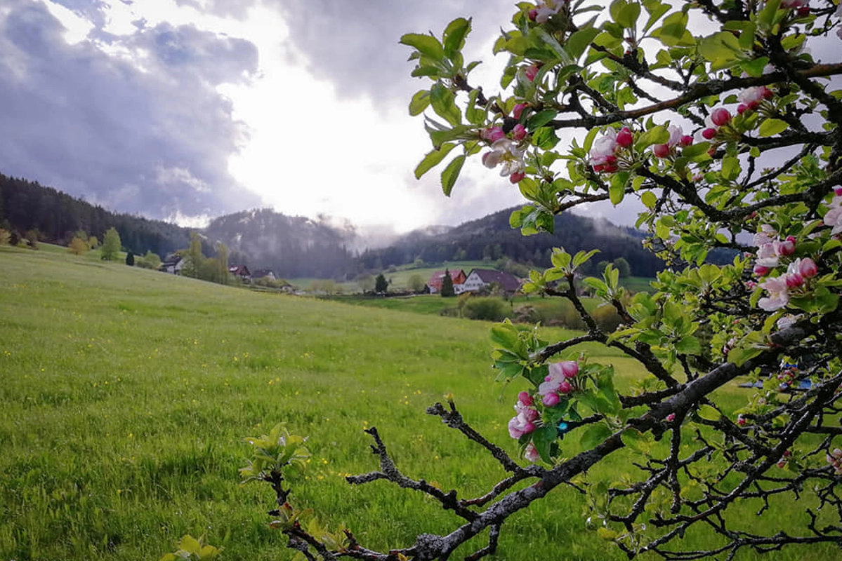 3 GIORNI NELLA FORESTA NERA